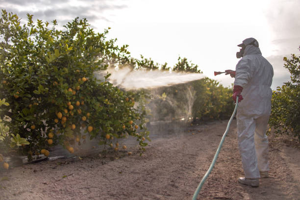 Professional Pest Control in South Sioux City, NE